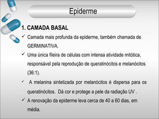 1. CAMADA BASAL
 Camada mais profunda da epiderme, também chamada de
GERMINATIVA.
 Uma única fileira de células com intensa atividade mitótica,
responsável pela reprodução de queratinócitos e melanócitos
(36:1).
 A melanina sintetizada por melanócitos é dispersa para os
queratinócitos. Dá cor e protege a pele da radiação UV .
 A renovação da epiderme leva cerca de 40 a 60 dias, em
média.
Epiderme
 