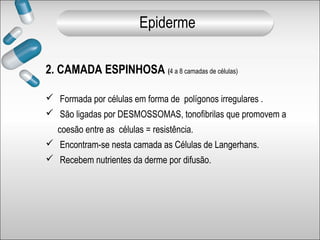 2. CAMADA ESPINHOSA (4 a 8 camadas de células)
 Formada por células em forma de polígonos irregulares .
 São ligadas por DESMOSSOMAS, tonofibrilas que promovem a
coesão entre as células = resistência.
 Encontram-se nesta camada as Células de Langerhans.
 Recebem nutrientes da derme por difusão.
Epiderme
 