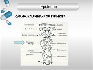 CAMADA MALPIGHIANA OU ESPINHOSA
Epiderme
 