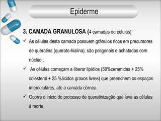 3. CAMADA GRANULOSA (4 camadas de células)
 As células desta camada possuem grânulos ricos em precursores
de queratina (querato-hialina), são poligonais e achatadas com
núcleo .
 As células começam a liberar lipídios (50%ceramidas + 25%
colesterol + 25 %ácidos graxos livres) que preenchem os espaços
intercelulares, até a camada córnea.
 Ocorre o início do processo de queratinização que leva as células
à morte.
Epiderme
 