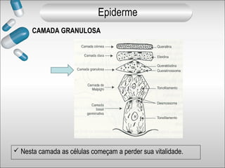 CAMADA GRANULOSA
 Nesta camada as células começam a perder sua vitalidade.
Epiderme
 