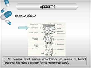 CAMADA LÚCIDA
 Na camada basal também encontram-se as células de Merkel
(presentes nas mãos e pés com função mecanoreceptora).
Epiderme
 