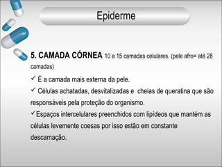 5. CAMADA CÓRNEA 10 a 15 camadas celulares. (pele afro= até 28
camadas)
 É a camada mais externa da pele.
 Células achatadas, desvitalizadas e cheias de queratina que são
responsáveis pela proteção do organismo.
Espaços intercelulares preenchidos com lipídeos que mantém as
células levemente coesas por isso estão em constante
descamação.
Epiderme
 