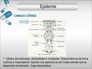 CAMADA CÓRNEA
 Células desvitalizadas, desidratadas e compactas. Desprendem-se de forma
contínua e imperceptível. Quando nos expomos ao sol é essa camada que se
desprende visivelmente - Capa descamativa.
Epiderme
 