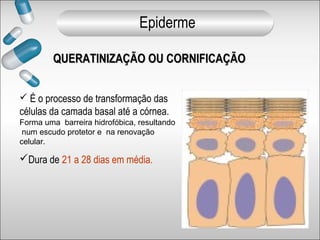 QUERATINIZAÇÃO OU CORNIFICAÇÃOQUERATINIZAÇÃO OU CORNIFICAÇÃO
 É o processo de transformação das
células da camada basal até a córnea.
Forma uma barreira hidrofóbica, resultando
num escudo protetor e na renovação
celular.
Dura de 21 a 28 dias em média.
Epiderme
 