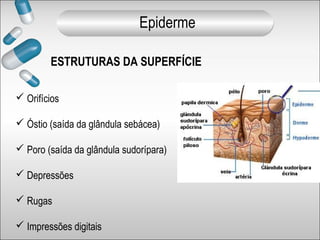 ESTRUTURAS DA SUPERFÍCIE
 Orifícios
 Óstio (saída da glândula sebácea)
 Poro (saída da glândula sudorípara)
 Depressões
 Rugas
 Impressões digitais
Epiderme
 