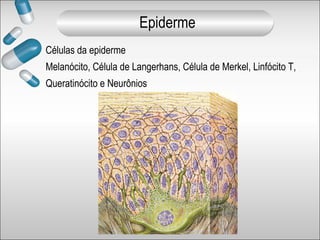 Células da epiderme
Melanócito, Célula de Langerhans, Célula de Merkel, Linfócito T,
Queratinócito e Neurônios
Epiderme
 