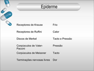 Receptores de Krause Frio
Receptores de Ruffini Calor
Discos de Merkel Tacto e Pressão
Corpúsculos de Vater-
Paccini
Pressão
Corpúsculos de Meissner Tacto
Terminações nervosas livres Dor
Epiderme
 