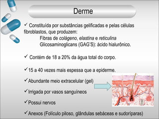 Constituída por substâncias gelificadas e pelas células
fibroblastos, que produzem:
Fibras de colágeno, elastina e reticulina
Glicosaminoglicans (GAG’S): ácido hialurônico.
 Contém de 18 a 20% da água total do corpo.
15 a 40 vezes mais espessa que a epiderme.
Abundante meio extracelular (gel)
Irrigada por vasos sanguíneos
Possui nervos
Anexos (Folículo piloso, glândulas sebáceas e sudoríparas)
Derme
 