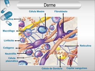 Célula Mestre Fibroblasto
Célula de Gordura Capilar sanguíneo
Reticulina
Célula
plasmática
Neutrófilo
Colágeno
Linfócito
Macrófago
Elastina
Derme
 
