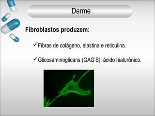 Fibroblastos produzem:
Fibras de colágeno, elastina e reticulina.
Glicosaminoglicans (GAG’S): ácido hialurônico.
Derme
 