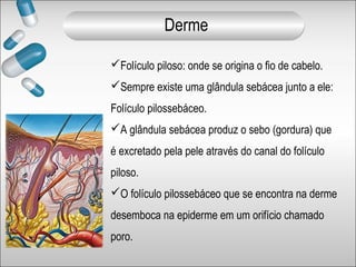 Folículo piloso: onde se origina o fio de cabelo.
Sempre existe uma glândula sebácea junto a ele:
Folículo pilossebáceo.
A glândula sebácea produz o sebo (gordura) que
é excretado pela pele através do canal do folículo
piloso.
O folículo pilossebáceo que se encontra na derme
desemboca na epiderme em um orifício chamado
poro.
Derme
 
