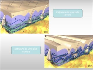 Estrutura de uma pele
jovem
Estrutura de uma pele
madura
 
