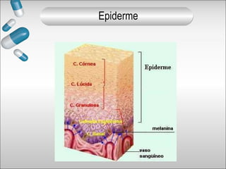Epiderme
 