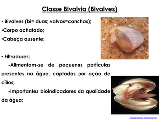 • Bivalves (bi= duas; valvas=conchas);
•Corpo achatado;
•Cabeça ausente;
• Filtradores:
-Alimentam-se de pequenas partículas
presentes na água, captadas por ação de
cílios;
-Importantes bioindicadores da qualidade
da água;
Classe Bivalvia (Bivalves)
biologiainterativa.webnode.com.br
 