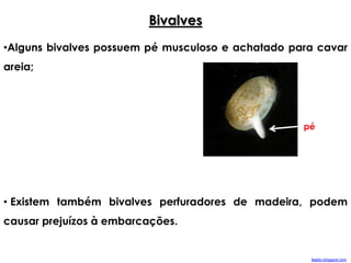 •Alguns bivalves possuem pé musculoso e achatado para cavar
areia;
• Existem também bivalves perfuradores de madeira, podem
causar prejuízos à embarcações.
Bivalves
pé
faqbio.blogspot.com
 
