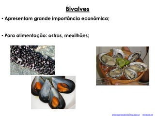 • Apresentam grande importância econômica;
• Para alimentação: ostras, mexilhões;
Bivalves
artesviagensesabores.blogs.sapo.pt bicharada.net
 