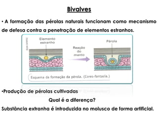Bivalves
• A formação das pérolas naturais funcionam como mecanismo
de defesa contra a penetração de elementos estranhos.
•Produção de pérolas cultivadas
Qual é a diferença?
Substância extranha é introduzida no molusco de forma artificial.
 