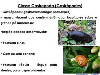 Classe Gastropoda (Gastrópodes)
•Região cabeça desenvolvida;
• Possuem olhos;
• Com ou sem concha;
• Possuem rádula - língua com
dentes, para raspar alimentos
• Gastrópodes (gastros=estômago; podos=pés)
– massa visceral que contém estômago, localiza-se sobre o
grande pé musculoso;
br.freepik.comanimais.culturamix.com
 