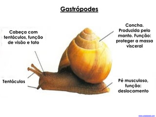 Gastrópodes
Cabeça com
tentáculos, função
de visão e tato
Tentáculos Pé musculoso,
função:
deslocamento
Concha.
Produzida pelo
manto. Função:
proteger a massa
visceral
www.coladaweb.com
 