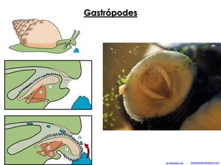 Gastrópodes
bloggiologia.blogspot.compt.wikipedia.org
 