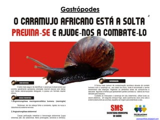 Gastrópodes
zoomportifolio.blogspot.com
 