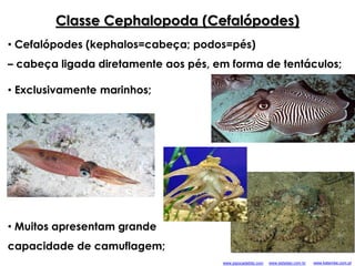 Classe Cephalopoda (Cefalópodes)
• Exclusivamente marinhos;
• Muitos apresentam grande
capacidade de camuflagem;
• Cefalópodes (kephalos=cabeça; podos=pés)
– cabeça ligada diretamente aos pés, em forma de tentáculos;
www.estadao.com.brwww.pipocadebits.com www.katembe.com.pt
 