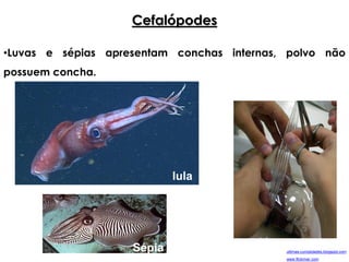 Cefalópodes
•Luvas e sépias apresentam conchas internas, polvo não
possuem concha.
lula
Sépia ultimas-curiosidades.blogspot.com
www.flickriver.com
 