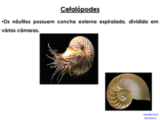 Cefalópodes
•Os náutilos possuem concha externa espiralada, dividida em
várias câmaras.
www.flogao.com.br
www.mat.uc.pt
 