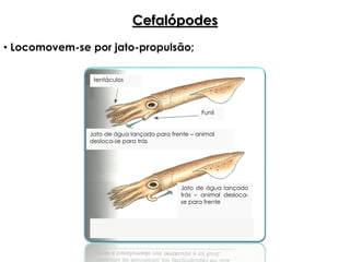 Cefalópodes
• Locomovem-se por jato-propulsão;
Jato de água lançado para frente – animal
desloca-se para trás
Jato de água lançado
trás – animal desloca-
se para frente
Funil
tentáculos
 