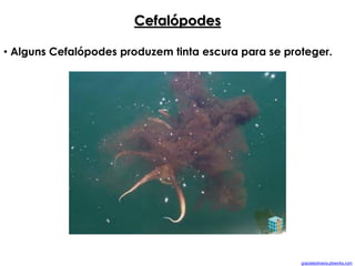 Cefalópodes
• Alguns Cefalópodes produzem tinta escura para se proteger.
gracieteoliveira.pbworks.com
 