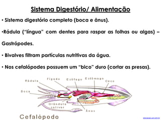 Sistema Digestório/ Alimentação
• Sistema digestório completo (boca e ânus).
•Rádula (“língua” com dentes para raspar as folhas ou algas) –
Gastrópodes.
• Bivalves filtram partículas nutritivas da água.
• Nos cefalópodes possuem um “bico” duro (cortar as presas).
educacao.uol.com.br
 