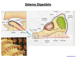 Sistema Digestório
www.sobiologia.com.br
 