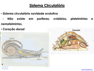 Coração
Sistema Circulatório
• Sistema circulatório novidade evolutiva
- Não existe em poríferas, cnidários, platelmintos e
nematelmintos.
• Coração dorsal
cmpa-703.blogspot.com
 