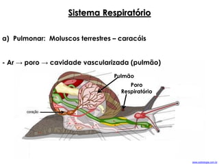 Sistema Respiratório
Pulmão
Poro
Respiratório
a) Pulmonar: Moluscos terrestres – caracóis
- Ar → poro → cavidade vascularizada (pulmão)
www.sobiologia.com.br
 