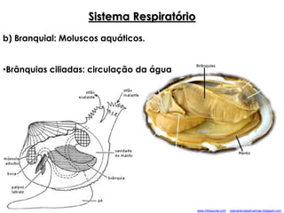 Sistema Respiratório
b) Branquial: Moluscos aquáticos.
•Brânquias ciliadas: circulação da água
ywsnaramaisamarinaa.blogspot.comwww.infoescola.com
 