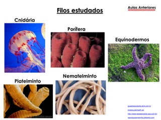 Aulas Anteriores
Porífera
Cnidária
Platelminto
Nematelminto
reproducaomarinha.pbworks.com
Equinodermos
Filos estudados
http://www.essaseoutras.xpg.com.br/
moblog.whmsoft.net
guiadoestudante.abril.com.br
 