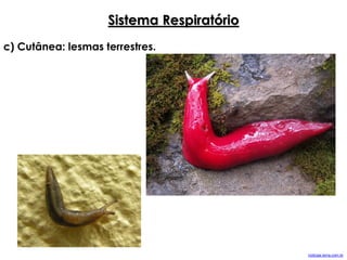 Sistema Respiratório
c) Cutânea: lesmas terrestres.
noticias.terra.com.br
 