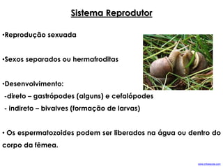 Sistema Reprodutor
•Reprodução sexuada
•Sexos separados ou hermafroditas
•Desenvolvimento:
-direto – gastrópodes (alguns) e cefalópodes
- indireto – bivalves (formação de larvas)
• Os espermatozoides podem ser liberados na água ou dentro do
corpo da fêmea.
www.infoescola.com
 