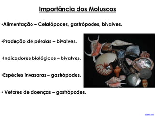 Importância dos Moluscos
•Alimentação – Cefalópodes, gastrópodes, bivalves.
•Produção de pérolas – bivalves.
•Indicadores biológicos – bivalves.
•Espécies invasoras – gastrópodes.
• Vetores de doenças – gastrópodes.
picsed.com
 