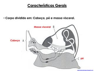 • Corpo dividido em: Cabeça, pé e massa visceral.
Características Gerais
Cabeça
Massa visceral
pé
segundoanobiologia.blogspot.com
 