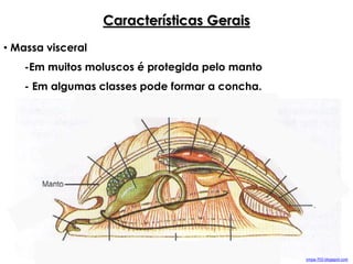 • Massa visceral
-Em muitos moluscos é protegida pelo manto
- Em algumas classes pode formar a concha.
Características Gerais
cmpa-703.blogspot.com
 