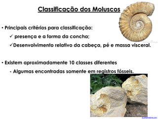 Classificação dos Moluscos
• Principais critérios para classificação:
 presença e a forma da concha;
Desenvolvimento relativo da cabeça, pé e massa visceral.
• Existem aproximadamente 10 classes diferentes
- Algumas encontradas somente em registros fósseis.
pt.dreamstime.com
 