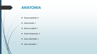 ANATOMIA
 Ossos parietais: 2
 Osso frontal: 1
 Osso occipital: 1
 Ossos temporais: 2
 Osso esfenóide: 1
 Osso etmoide: 1
 