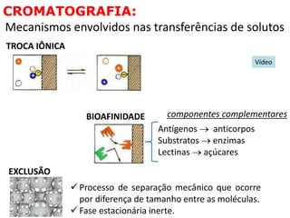 BIOAFINIDADE
Antígenos  anticorpos
Substratos  enzimas
Lectinas  açúcares
TROCA IÔNICA
CROMATOGRAFIA:
Mecanismos envolvidos nas transferências de solutos
EXCLUSÃO
 Processo de separação mecânico que ocorre
por diferença de tamanho entre as moléculas.
 Fase estacionária inerte.
componentes complementares
Vídeo
 