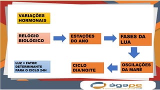 VARIAÇÕES
HORMONAIS
RELÓGIO
BIOLÓGICO
ESTAÇÕES
DO ANO
FASES DA
LUA
OSCILAÇÕES
DA MARÉ
CICLO
DIA/NOITE
LUZ = FATOR
DETERMINANTE
PARA O CICLO 24H
 