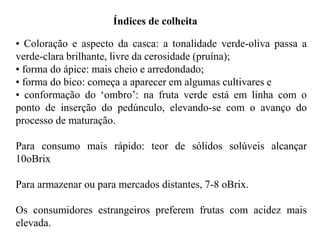 Índices de colheita
• Coloração e aspecto da casca: a tonalidade verde-oliva passa a
verde-clara brilhante, livre da cerosidade (pruína);
• forma do ápice: mais cheio e arredondado;
• forma do bico: começa a aparecer em algumas cultivares e
• conformação do ‘ombro’: na fruta verde está em linha com o
ponto de inserção do pedúnculo, elevando-se com o avanço do
processo de maturação.
Para consumo mais rápido: teor de sólidos solúveis alcançar
10oBrix
Para armazenar ou para mercados distantes, 7-8 oBrix.
Os consumidores estrangeiros preferem frutas com acidez mais
elevada.
 