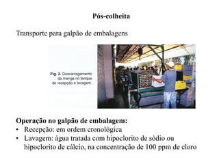 Pós-colheita
Transporte para galpão de embalagens
Operação no galpão de embalagem:
• Recepção: em ordem cronológica
• Lavagem: água tratada com hipoclorito de sódio ou
hipoclorito de cálcio, na concentração de 100 ppm de cloro
 
