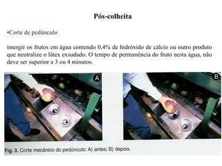 Pós-colheita
•Corte de pedúnculo
imergir os frutos em água contendo 0,4% de hidróxido de cálcio ou outro produto
que neutralize o látex exsudado. O tempo de permanência do fruto nesta água, não
deve ser superior a 3 ou 4 minutos.
 