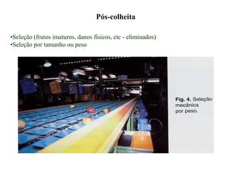 Pós-colheita
•Seleção (frutos imaturos, danos físicos, etc - eliminados)
•Seleção por tamanho ou peso
 